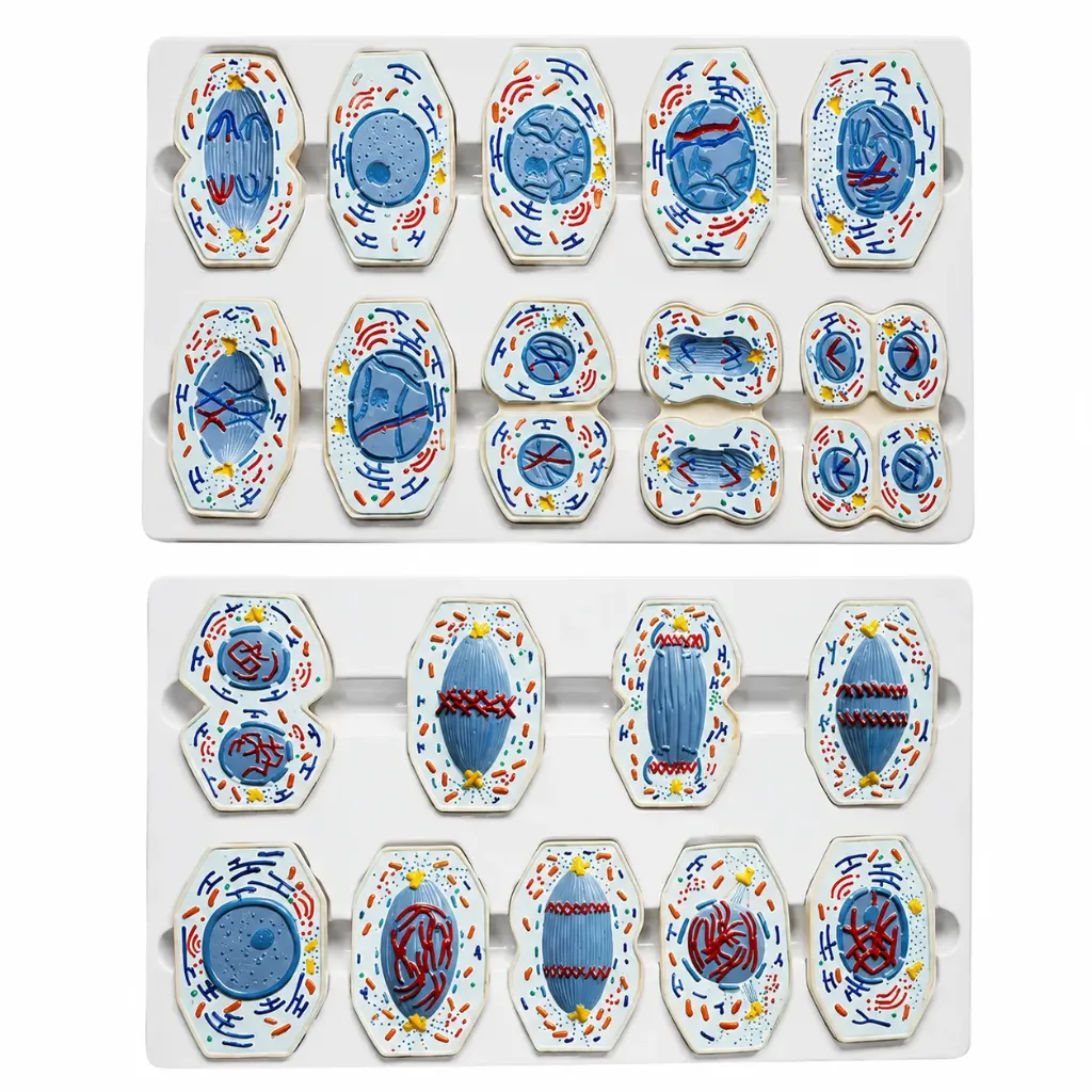 Modelo de célula animal y vegetal meiosis