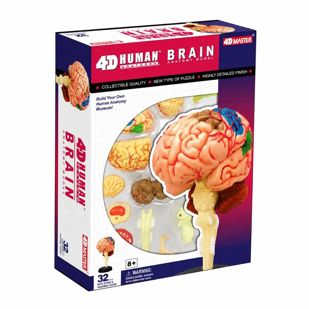 Modelo de cerebro (mini).