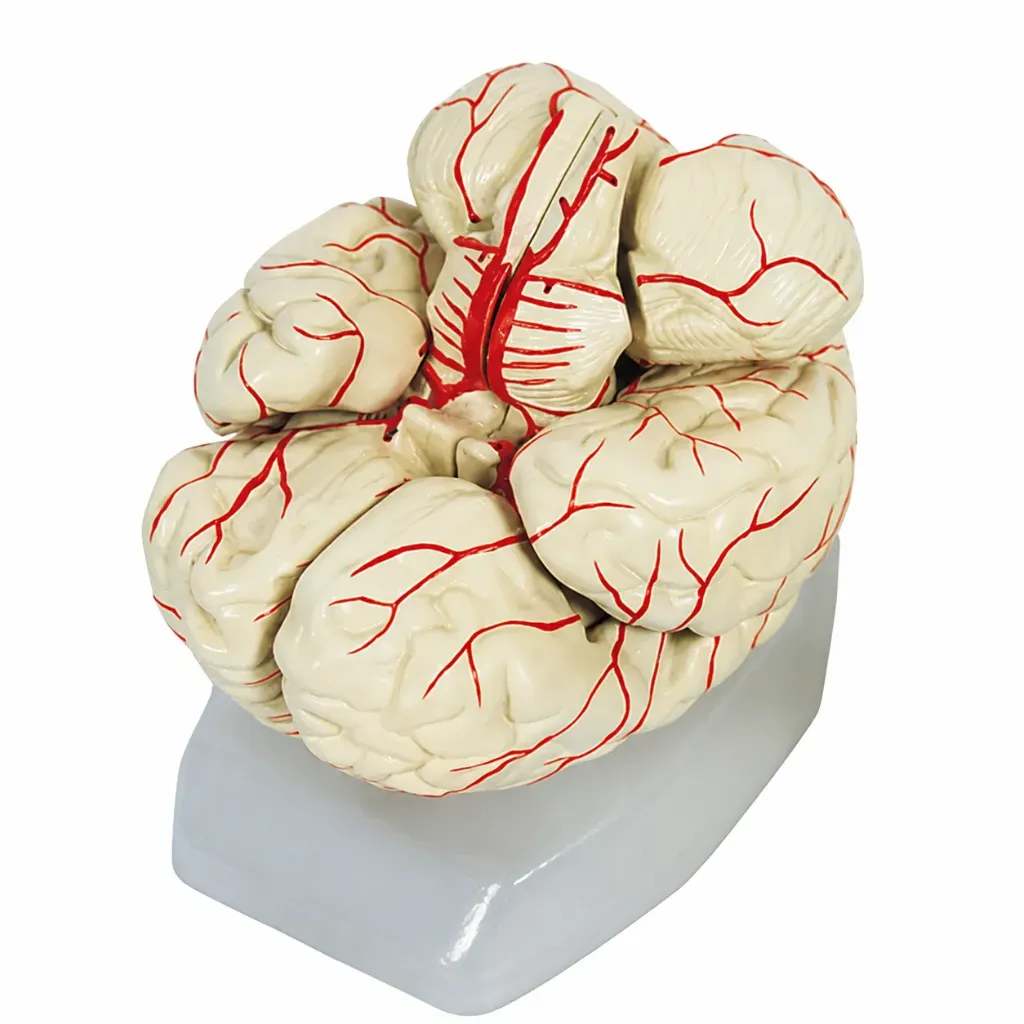 Modelo de cerebro con arterias 9 piezas.