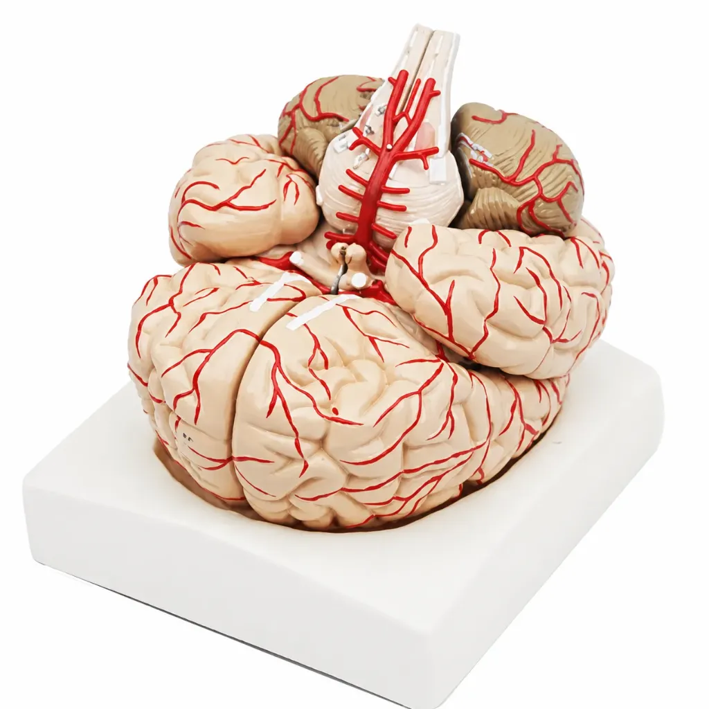 Modelo de cerebro con arterias 9 piezas.