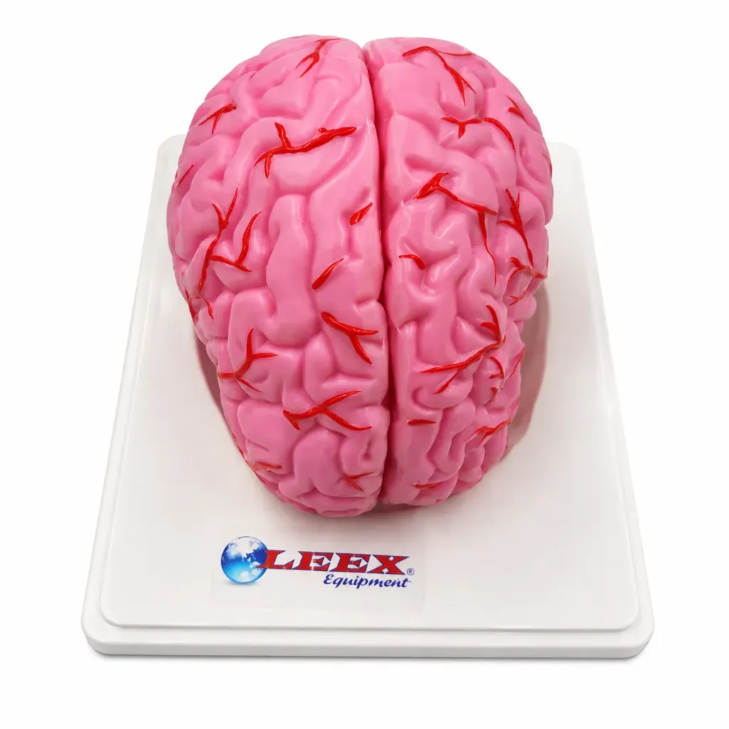 Modelo de cerebro con arterias colores.