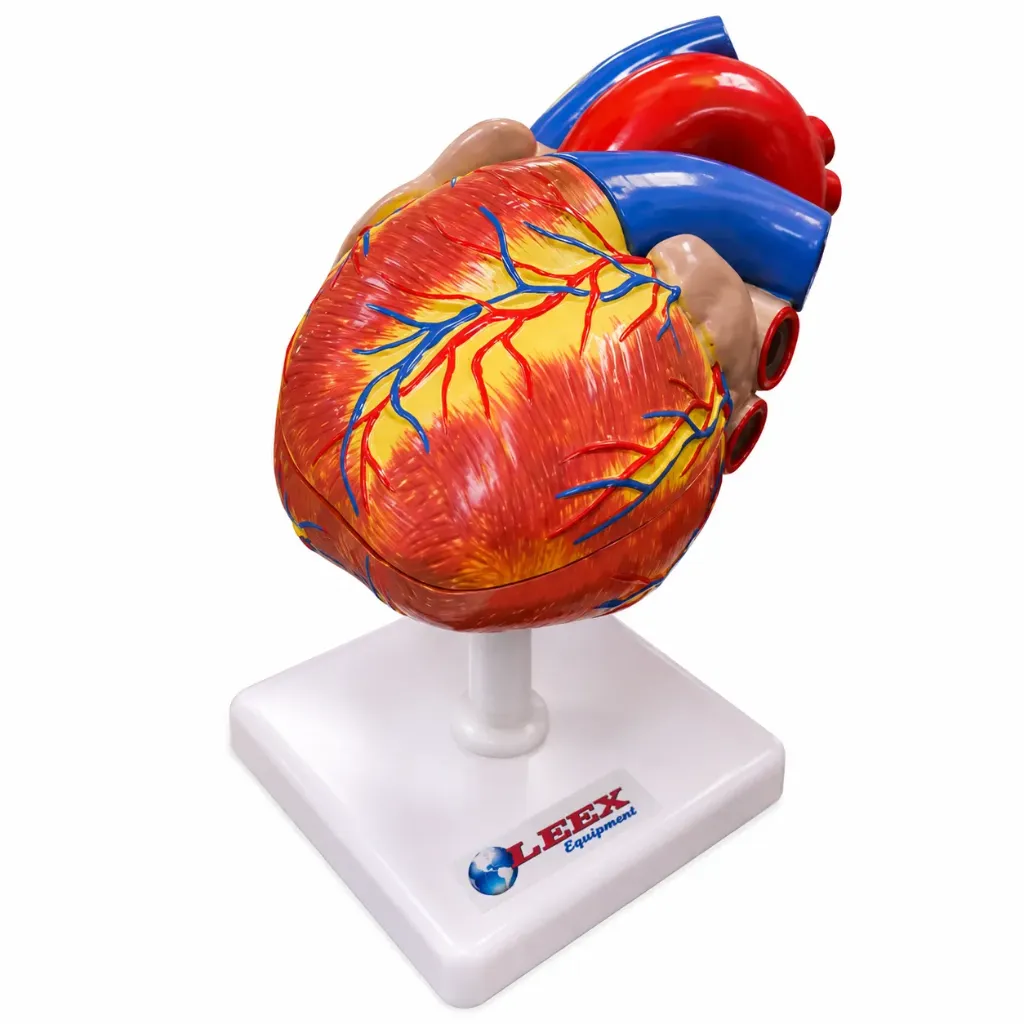 Modelo de corazón tamaño natural