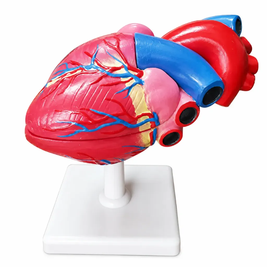 Modelo de corazón tamaño natural 2 partes.