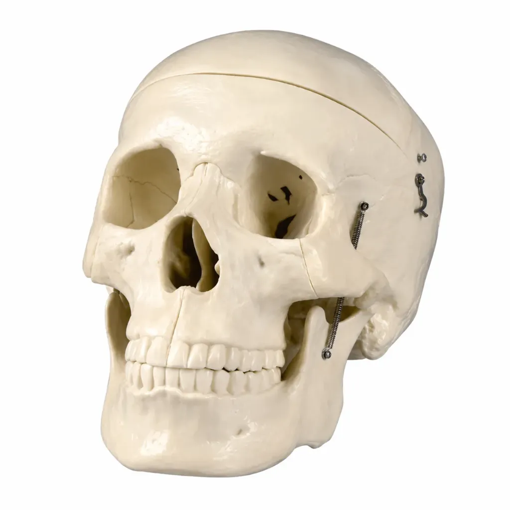 Modelo de cráneo con cerebro.