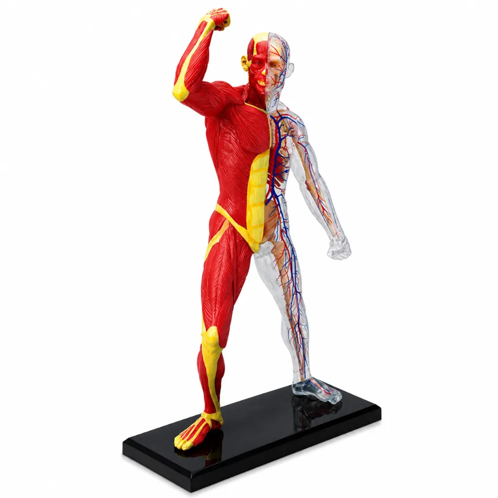 Modelo de cuerpo muscular (mini).
