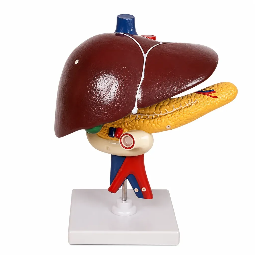 Modelo de higado.