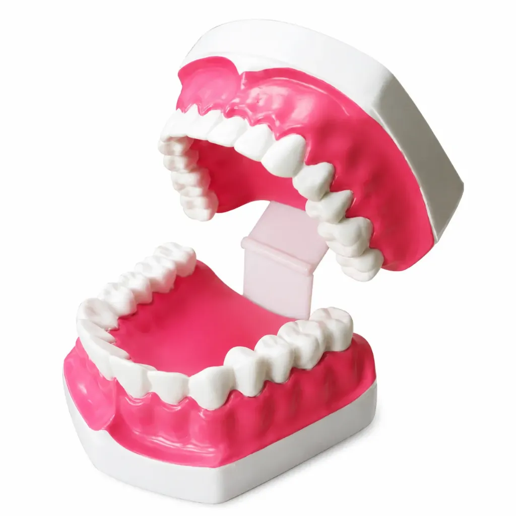 Modelo de dentadura.