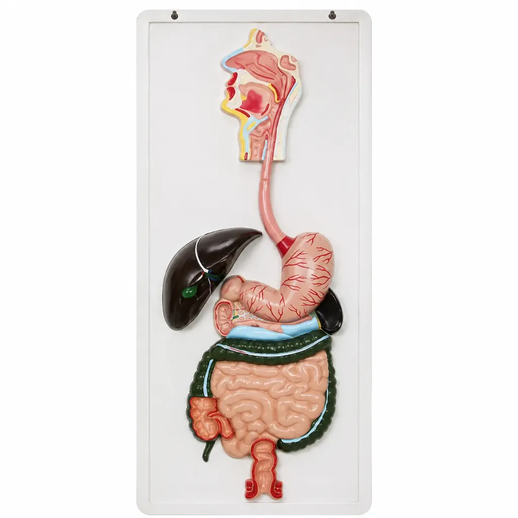 Modelo de sistema digestivo relieve