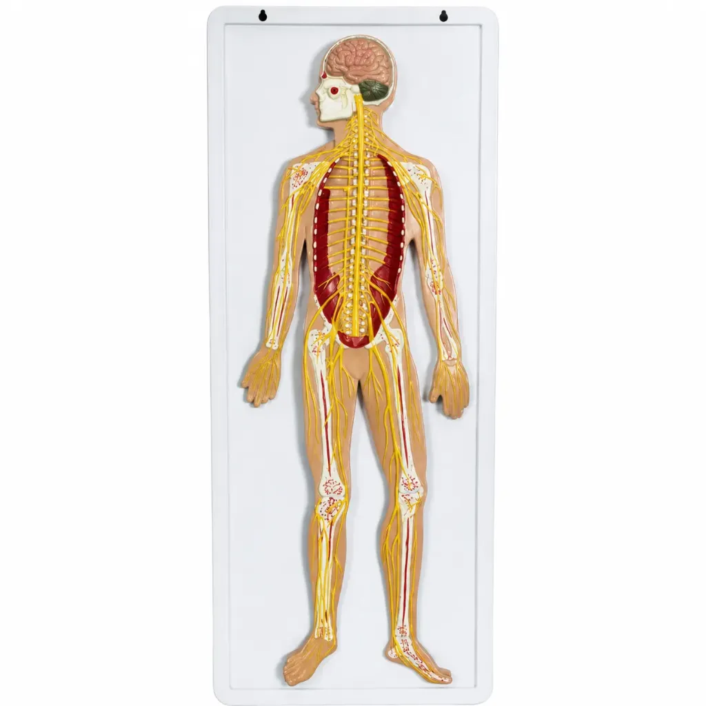 Modelo de sistema nervioso relieve.