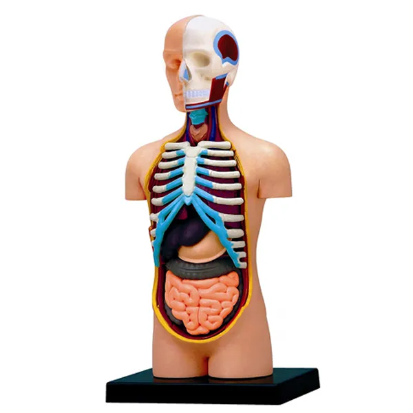 Modelo de torso humano (mini).