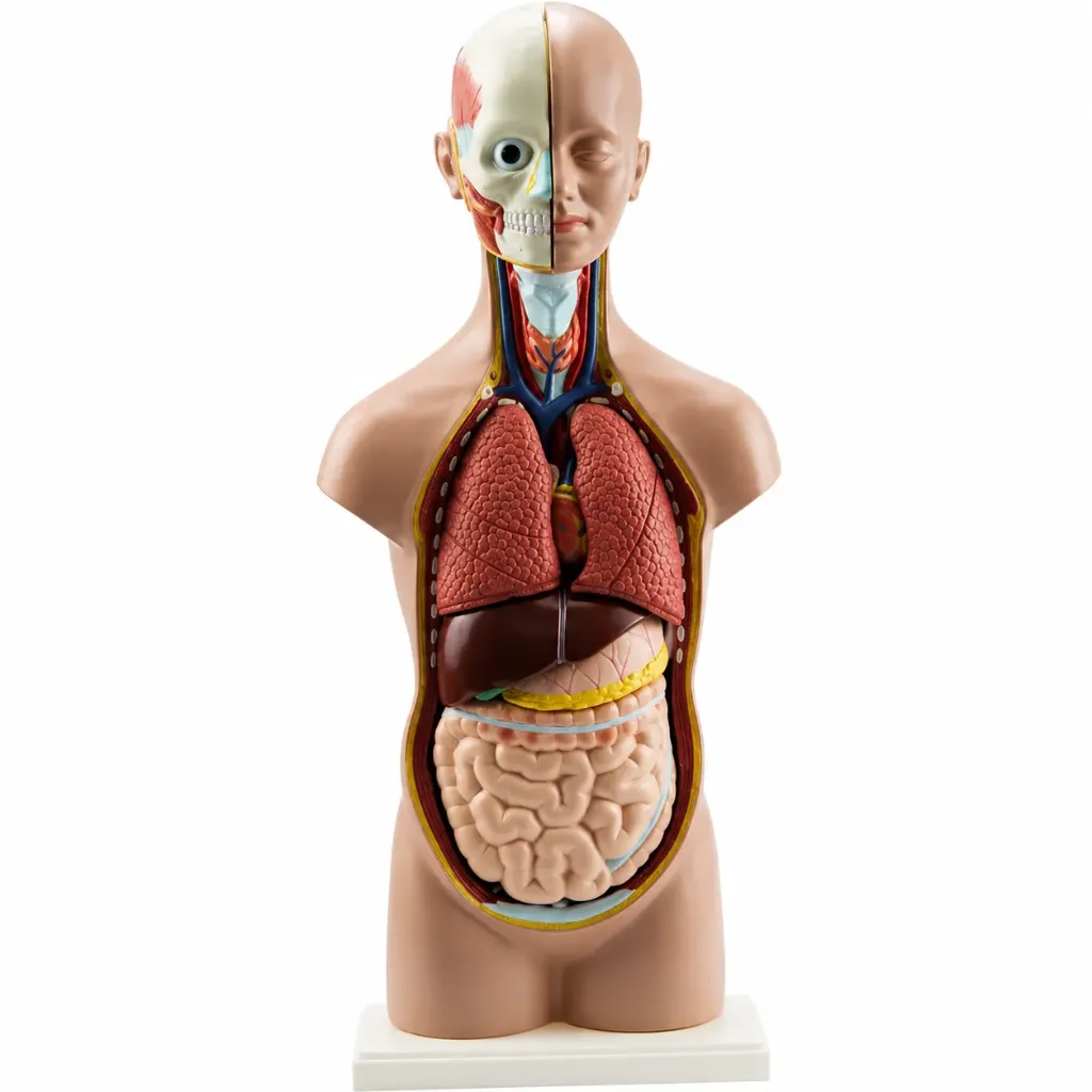 Modelo de torso humano