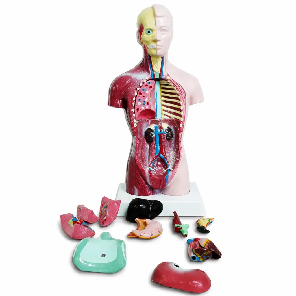 Modelo de torso humano masculino 28 cm.