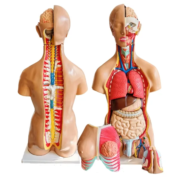 Modelo de torso ambos sexos.
